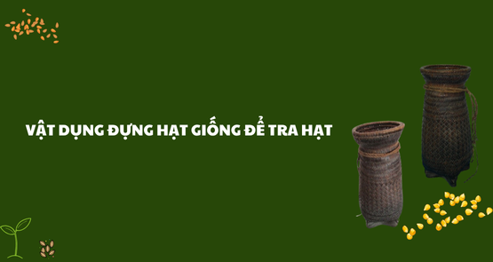 VẬT DỤNG ĐỰNG HẠT GIỐNG ĐỂ TRA HẠT